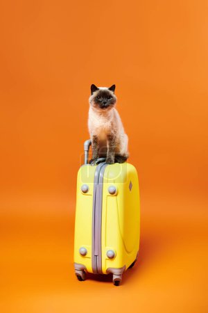 A cat perches gracefully on a vibrant yellow suitcase in a studio setting, exuding curiosity and playfulness.
