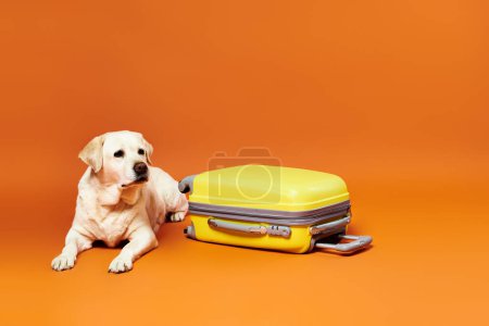 A dog sits contentedly next to a bright yellow suitcase in a studio setting.