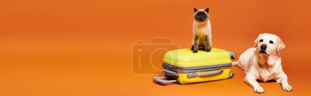A fluffy dog and cat confidently stands atop a vibrant yellow suitcase in a studio setting.