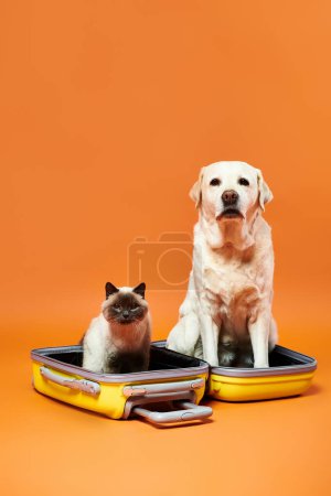Foto de Un perro y un gato se sientan tranquilamente uno al lado del otro dentro de una vibrante maleta en un acogedor entorno de estudio. - Imagen libre de derechos