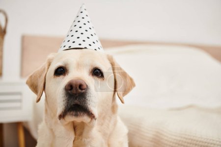 Playful dog with party hat, sitting on bed.