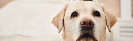 A close up of a canine in a stylish hat, showcasing the furry friends adorable and fashionable look in a studio setting.