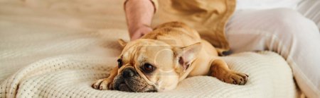 Photo for A French bulldog peacefully resting on a bed next to a handsome man. - Royalty Free Image