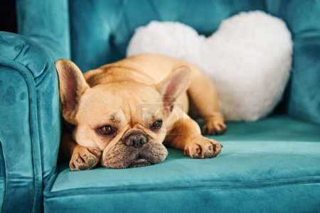 Téléchargez les photos : Un petit chien brun repose paisiblement sur un canapé bleu. - en image libre de droit