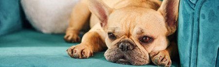 Photo for Brown and white French bulldog relaxing on top of a blue couch. - Royalty Free Image