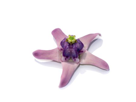 Téléchargez les photos : Gros plan Fleur de couronne violette douce, asclépiade indienne géante, gigantesque sur fond blanc avec ombre douce. (Nom scientifique Calotropis gigantea (L.) Dryand) - en image libre de droit
