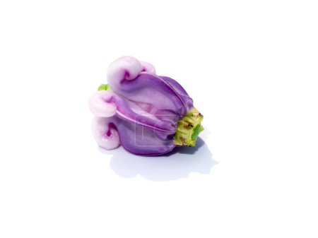 Téléchargez les photos : Gros plan Fleur de couronne violette douce, asclépiade indienne géante, gigantesque sur fond blanc avec ombre douce. (Nom scientifique Calotropis gigantea (L.) Dryand) - en image libre de droit