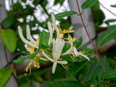 Téléchargez les photos : Close up Honey Suckle flower. (Scientific name Lonicera japonica Thunb) - en image libre de droit