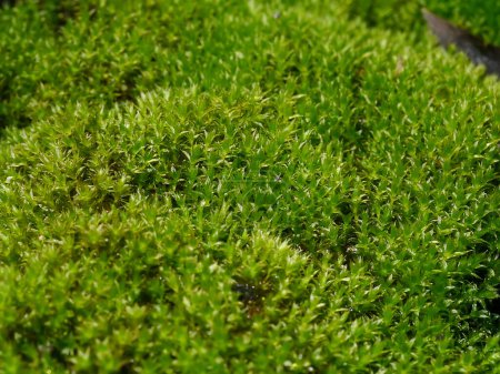 Téléchargez les photos : Macro of green frok moss on the groung in rain forest. (Scientific name Leucobryum glaucum) - en image libre de droit
