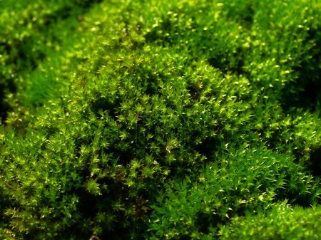 Téléchargez les photos : Macro of green frok moss on the groung in rain forest. (Scientific name Leucobryum glaucum) - en image libre de droit