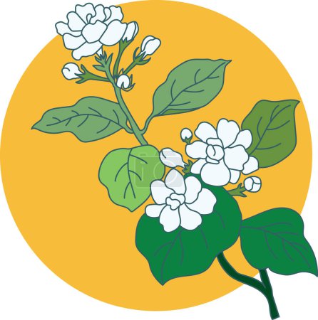 Ilustración de Ilustración de flor de jazmín con hojas en el círculo de color de fondo. - Imagen libre de derechos