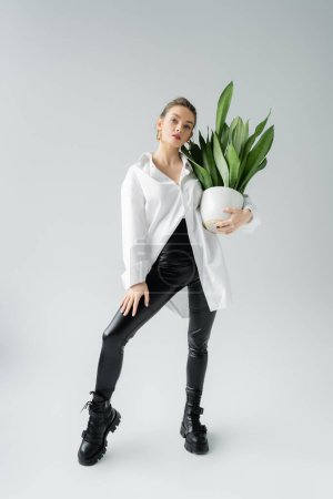 Foto de Full length of young woman in white oversize shirt and black tight pants posing with green potted plant on grey background - Imagen libre de derechos