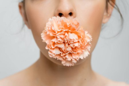 Teilbild einer verschwommenen Frau mit Pfirsichnelke im Mund isoliert auf grau