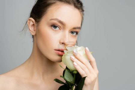 Photo for Pretty woman with bare shoulders and natural makeup holding ivory rose and looking at camera isolated on grey - Royalty Free Image