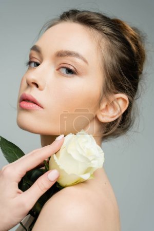 Photo for Young sensual woman looking at camera and holding ivory rose near bare shoulder isolated on grey - Royalty Free Image
