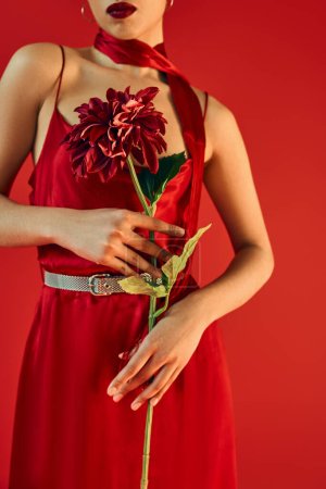 cropped view of young woman with bright lips, in neckerchief and stylish dress holding burgundy peony while standing on red background, spring fashion photography