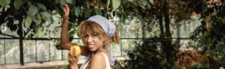 Lächelnde Afroamerikanerin mit Hosenträgern im trendigen Sommer-Outfit und Blick in die Kamera, während sie in Orangerie frische Zitrone am Baum hält, stylische Frau mit tropischen Pflanzen im Hintergrund, Banner