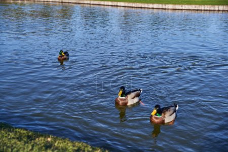 Foto de Animales y naturaleza, patos nadando en estanque, temporada de otoño, otoñal, día soleado, flora, fauna, bandera - Imagen libre de derechos
