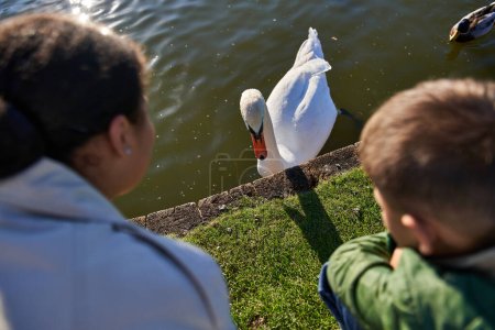 vista superior, otoño, mujer afroamericana y niño mirando al lago con cisne blanco, infancia, desenfoque