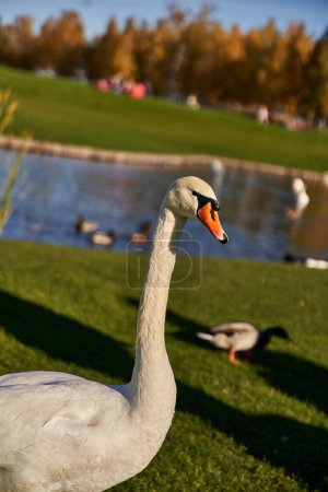 white swan in natural inhabitant, flora and fauna, close up, blurred backdrop, pond, lake, wildlife