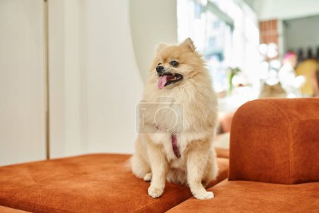 Foto de Adorable y esponjoso spitz pomerania sentado en sofá suave y sobresaliendo lengua en hotel de mascotas - Imagen libre de derechos