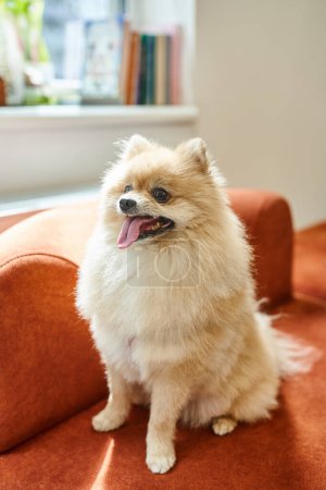 funny and fluffy pomeranian spitz sticking out while sitting on soft couch in pet-friendly hotel