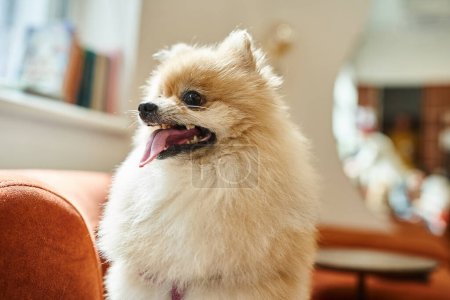 entzückender Pommernspitz mit Zunge sitzt in der Lobby des gemütlichen Haustierhotels, hundefreundliches Konzept
