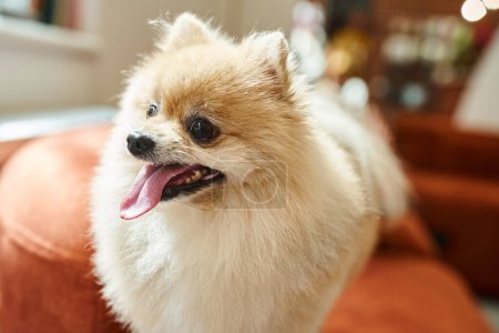 Pelziger Pommernspitz, der die Zunge herausstreckt in gemütlicher Umgebung von Haustierhotel, Hundeunterkünften