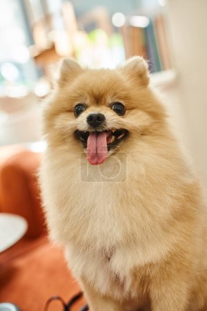 portrait of cute pomeranian spitz sticking out tongue in reception area of modern pet hotel