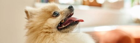 Photo for Side view of delightful pomeranian spitz with tongue out in reception area of dog hotel, banner - Royalty Free Image