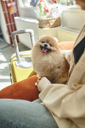 Foto de Mimado y divertido pomeranian spitz sobresaliendo lengua cerca de la mujer recortada en acogedor hotel de mascotas - Imagen libre de derechos
