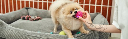 Téléchargez les photos : Vue recadrée de femme tatouée animal de compagnie sitter donnant jouet à spitz poméranien à l'hôtel chien, bannière - en image libre de droit