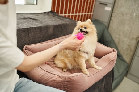 vista recortada del trabajador del hotel de mascotas sosteniendo el juguete y jugando con spitz pomeraniano en la cama de perro suave