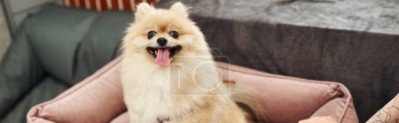 adorable pomeranian spitz sobresaliendo lengua en suave cama de perro en acogedor hotel de mascotas, pancarta