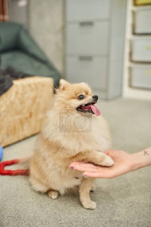 spitz poméranien ludique donnant patte à chien de garde recadré pendant la classe d'entraînement dans un hôtel pour animaux de compagnie confortable