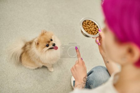 Photo for High angle view of pet hotel worker with bowl of dry food giving sit command to pomeranian spitz - Royalty Free Image