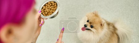 blurred dog sitter with bowl of dry food giving sit command to obedient pomeranian spitz, banner