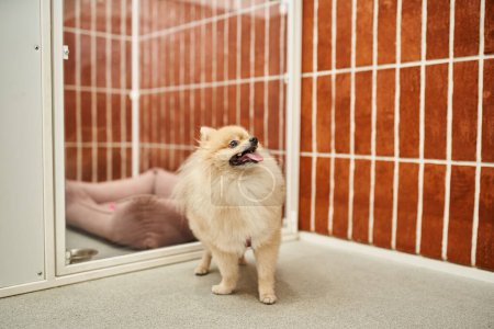 encantador spitz pomeraniano de pie cerca de una cómoda perrera en el hotel de mascotas, alojamiento acogedor