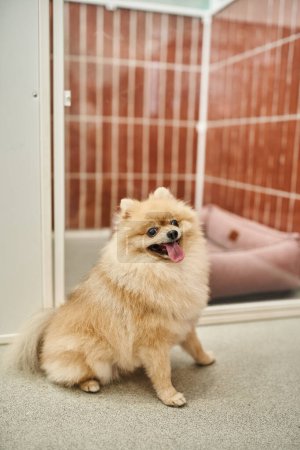 adorable pomeranian spitz sentado cerca de cómoda perrera en hotel de mascotas y sobresaliendo lengua