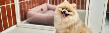 spitz pomeraniano adorable con la lengua hacia fuera sentado cerca de la perrera acogedora del perro en hotel de la mascota, bandera
