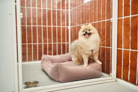Téléchargez les photos : Mignon spitz poméranien assis sur lit de chien doux dans chenil confortable près bol de nourriture sèche, séjour confortable - en image libre de droit
