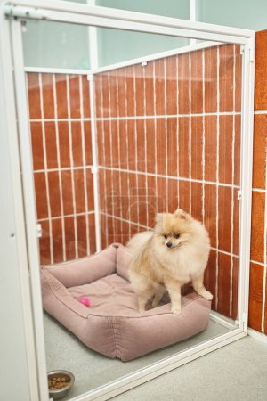 Photo for Funny pomeranian spitz looking at bowl with dry food while sitting on soft dog bed in cozy kennel - Royalty Free Image