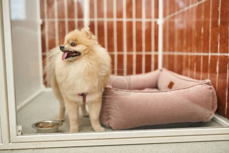 Spitz poméranien moelleux collant la langue près d'un bol avec de la nourriture sèche et un lit pour chien doux dans un chenil confortable