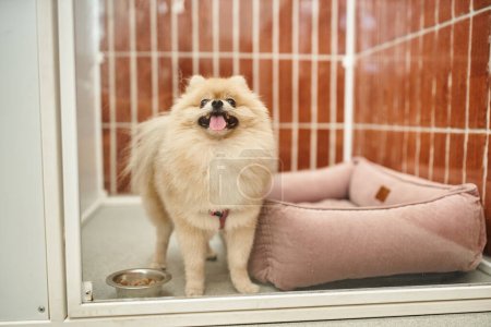 Téléchargez les photos : Joyeux spitz poméranien qui sort la langue près du bol de croquettes et lit de chien doux dans un chenil confortable - en image libre de droit