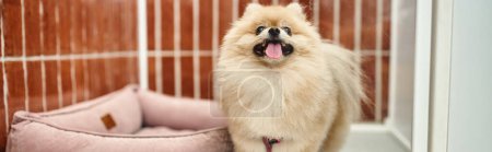playful pomeranian spitz sticking out tongue in comfortable dog kennel near soft dog bed , banner