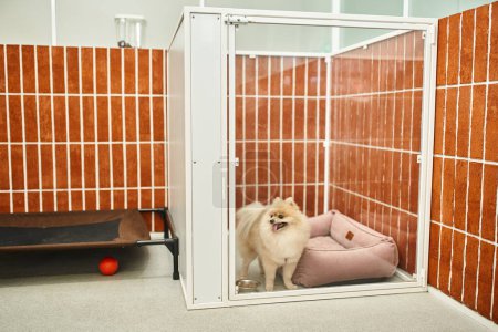 cute pomeranian spitz looking out kennel with soft dog bed in pet hotel, cozy accommodation