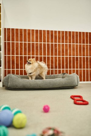 puszysty pomeranian spitz stojący na miękkim łóżku psa w pobliżu zabawek na podłodze w przytulnym hotelu dla zwierząt domowych