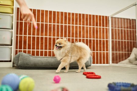 Téléchargez les photos : Vue recadrée de chien sitter pointant vers des jouets près drôle spitz poméranien dans l'hôtel pour animaux de compagnie, temps de jeu chien - en image libre de droit