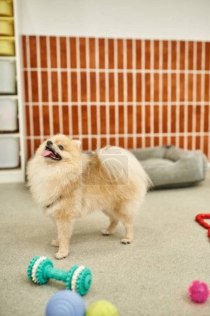 funny pomeranian with tongue out standing near toys in welcoming pet hotel, pet-friendly concept