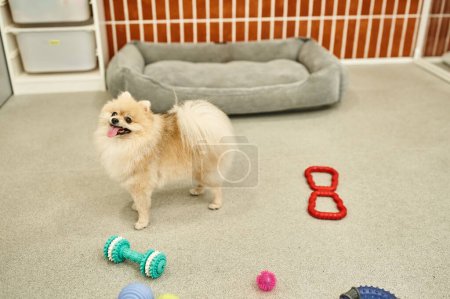 Spitz poméranien ludique debout près lit de chien doux et jouets dans un environnement confortable de l'hôtel pour animaux de compagnie